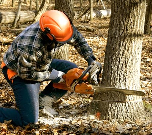 Tree Removal in Blue Ridge, VA
